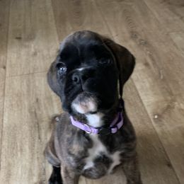 Boxer Puppies from Von Royal Dell'Infinito Deutscher