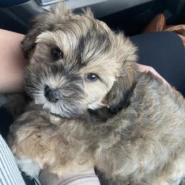 Bernedoodle, Cavapoo, Havanese, and Havapoo Puppies from Lady Paws Puppies - Cassie