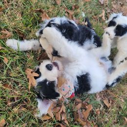 Portuguese Water Dog Puppies from Autumn Branch Farm Portuguese Water Dogs