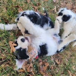 Portuguese Water Dog Puppies from Autumn Branch Farm Portuguese Water Dogs