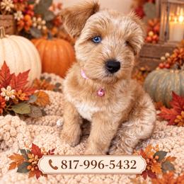 Mocha - Wheaten female Miniature Schnauzer puppy in Fort Worth, Texas from Sissy’s Schnauzers