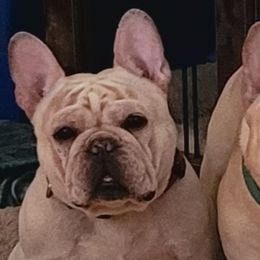 Bulldogs and French Bulldogs from Scott's Bulldogs