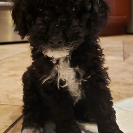 Poodles from Marina Miroff's Poodles