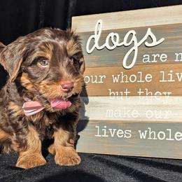 Yorkshire Terrier Puppies from Furever Love Yorkies