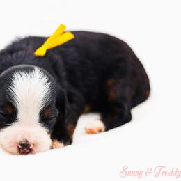 Honesty - Black tri-color female Aussiedoodle puppy in Diamond Bar, California from Furrytaildoodles