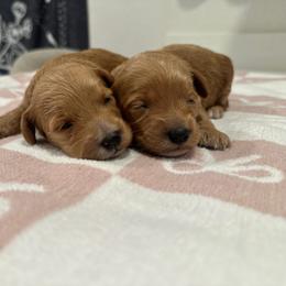 Pink - Red  female Goldendoodle puppy in Shingle Springs, California from Creamy Retrievers
