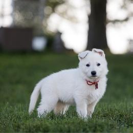 Red collar - White female Berger Blanc Suisse puppy in Chestnut, Illinois from Fireside Fernweh