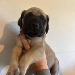 Mastiff Puppies from Bowtied Lickers