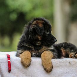 German Shepherd Puppies from Zwinger Vom Greifjäger