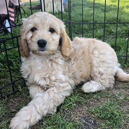 Australian Labradoodles from Janet Gentleman-Ingersoll's Australian Labradoodles