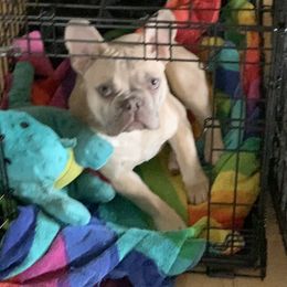 Chester - Fawn French Bulldog puppy in Stevensville, Montana from Last Best Frenchies