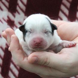 Ember - Pink - Blue female Australian Cattle Dog puppy in Colbert, Oklahoma from LoveAHeeler