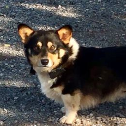 Dasher - Pembroke Welsh Corgi