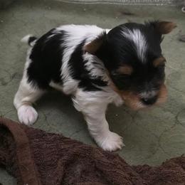 King - Black tan and white male Biewer Terrier puppy in Jamesville, New York from Mark Carfagno's Pups