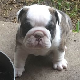 Bulldogs from Mary Grider