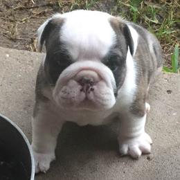 Bulldogs from Mary Grider