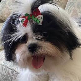 Shih Tzus from Joan's Shih Tzus