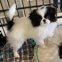 Japanese Chin Puppies from Montra Japanese Chin