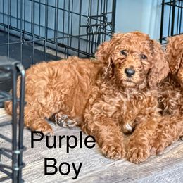Purple Boy - Red  Poodle puppy in Keedysville, Maryland from Sunshine Red Standard Poodles