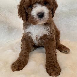 Cockapoo Puppies from M&M Cockapoos of Iowa