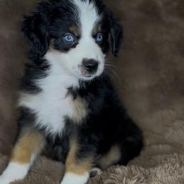 Colt - Black tri male Miniature Australian Shepherd puppy in Queen Creek, Arizona from Arizona Aussies