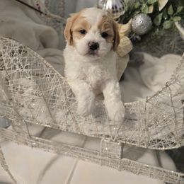 Cupid - Parti male Maltipoo puppy in Washington from Mt.BakerPoodles&Doodles