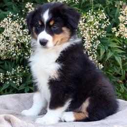 Yoda - Black tri male Miniature American Shepherd puppy in Kalama, Washington from Lone Pine Miniature American Shepherds
