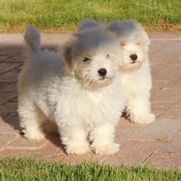 Cotons de Tulear from Rock- A-Bye Cotons