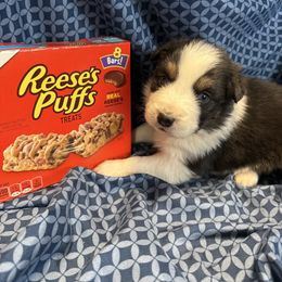 Puffs - Black tri-color male Australian Shepherd puppy in Warsaw, Missouri from Siercks Ranch Aussies