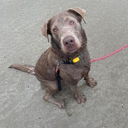 Labrador Retriever All Grown Up from Redfearn Retrievers