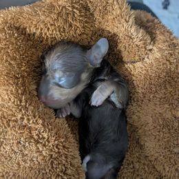 1 chocolate and cream - Chocolate and cream female Dachshund puppy in Central Point, Oregon from MRS Long Dog Ranch
