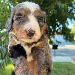 Comet - Blue merle male Bernedoodle puppy in Los Angeles, California from Bernied00dle Love