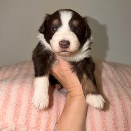 Quarter - Red tri-color female Australian Shepherd puppy in Anniston, Alabama from All Hale Aussies