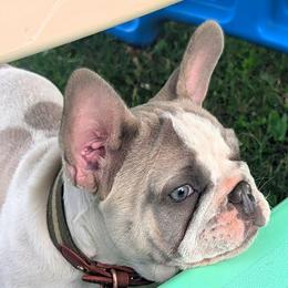 Hereford (Ford) - Fawn and white male French Bulldog puppy in Fort Atkinson, Wisconsin from Bishop Bullyz