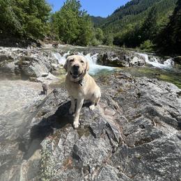 Brutus - Labrador Retriever