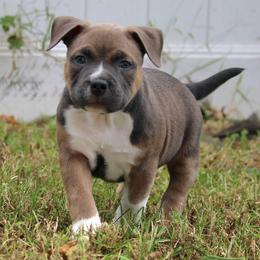Boaz - Blue tri-color male American Bully puppy in Easton, Maryland from Night Court Bullies
