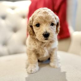 Arrow (Green) - Apricot male Goldendoodle puppy in Twin Falls, Idaho from Magic Valley Family Doodles