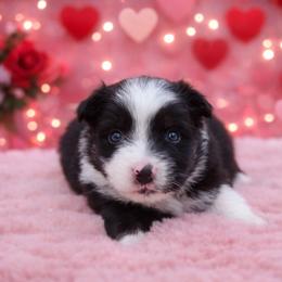 Balto-1400 - Black tri-color male Australian Shepherd puppy in Star City, Arkansas from Blush & Lace Aussie Co.
