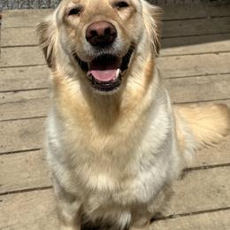Pearl - Golden Retriever