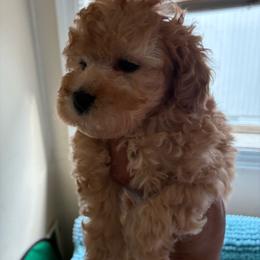 Light red female - Red  female Poodle puppy in Burien, Washington from South Sound Doodles