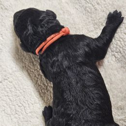 CAPRI - Black female Double Doodle puppy in Jeddo, Michigan from Bert's Doodles
