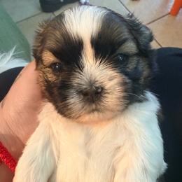 Boy 1 - Tricolor male Shih Tzu puppy in Hemet, California from Aloha Shih Tzu