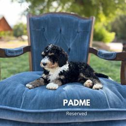 Padme - Tri-color female Bernedoodle puppy in Thatcher, New Mexico from Brush Fire Doodles