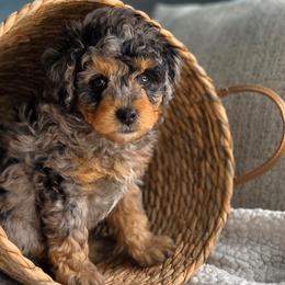 Glut - Blue merle male Aussiedoodle puppy in Saint Cloud, Florida from Jagged Oaks Farm