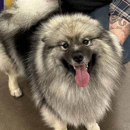 Opal - Keeshond