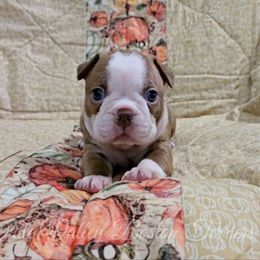 Pudding - Red female Boston Terrier puppy in Mulberry, Arkansas from White Valley Boston Terriers
