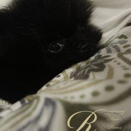 Pomeranian Puppies from Silver’s Reigning Heir Poms
