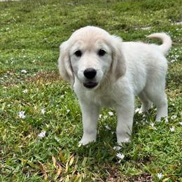 Sky - Light golden female Golden Retriever puppy in Lehigh Acres, Florida from Puppy Love