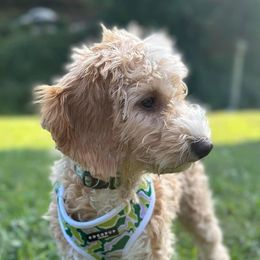 Goldendoodles from Kelly’s Doodle Doos