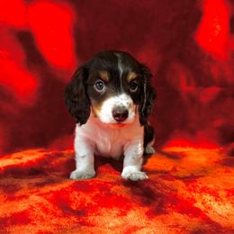 Gus - Piebald male Dachshund puppy in Trinity, Texas from Signature Sloan - Long Hair Dachshunds